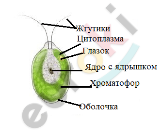 Почему ученые считают что предками высших растений могли быть древние зеленые водоросли. Смотреть фото Почему ученые считают что предками высших растений могли быть древние зеленые водоросли. Смотреть картинку Почему ученые считают что предками высших растений могли быть древние зеленые водоросли. Картинка про Почему ученые считают что предками высших растений могли быть древние зеленые водоросли. Фото Почему ученые считают что предками высших растений могли быть древние зеленые водоросли