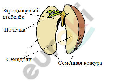 Рассмотрите изображение семени фасоли в разрезе и выполните задания покажите стрелками и подпишите
