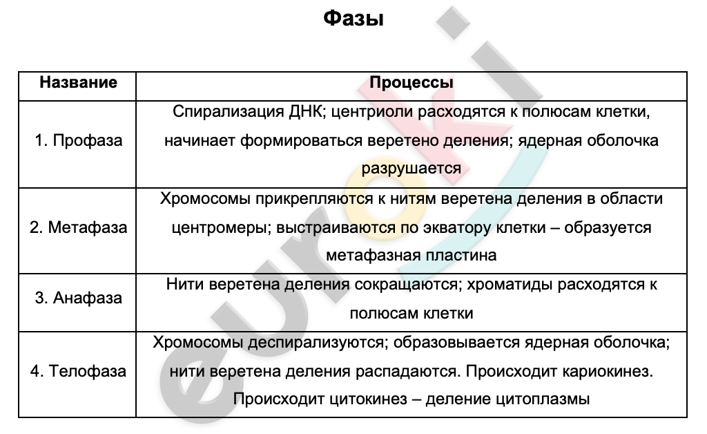 Таблицa по биологии 10 класс Фазы