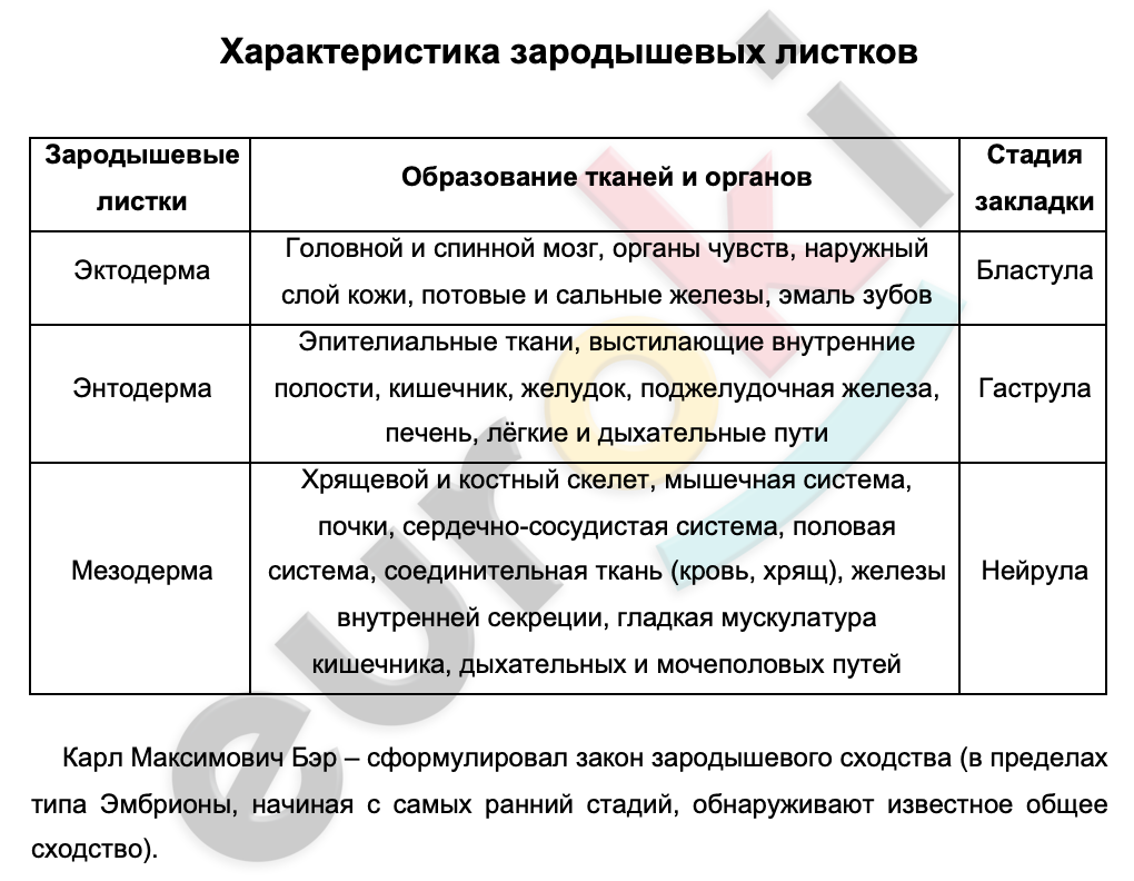 Таблицa по биологии 10 класс Характеристика зародышевых листков