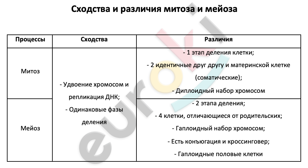 Таблицa по биологии 10 класс Сходства и различия митоза и мейоза