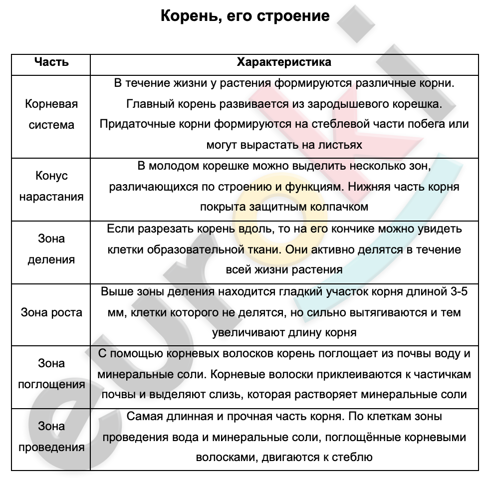 Таблицa по биологии 6 класс Корень, его строение