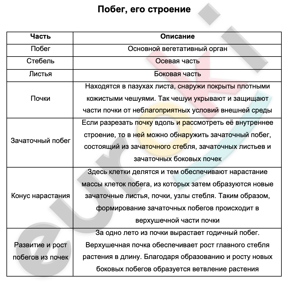 Таблицa по биологии 6 класс Побег, его строение