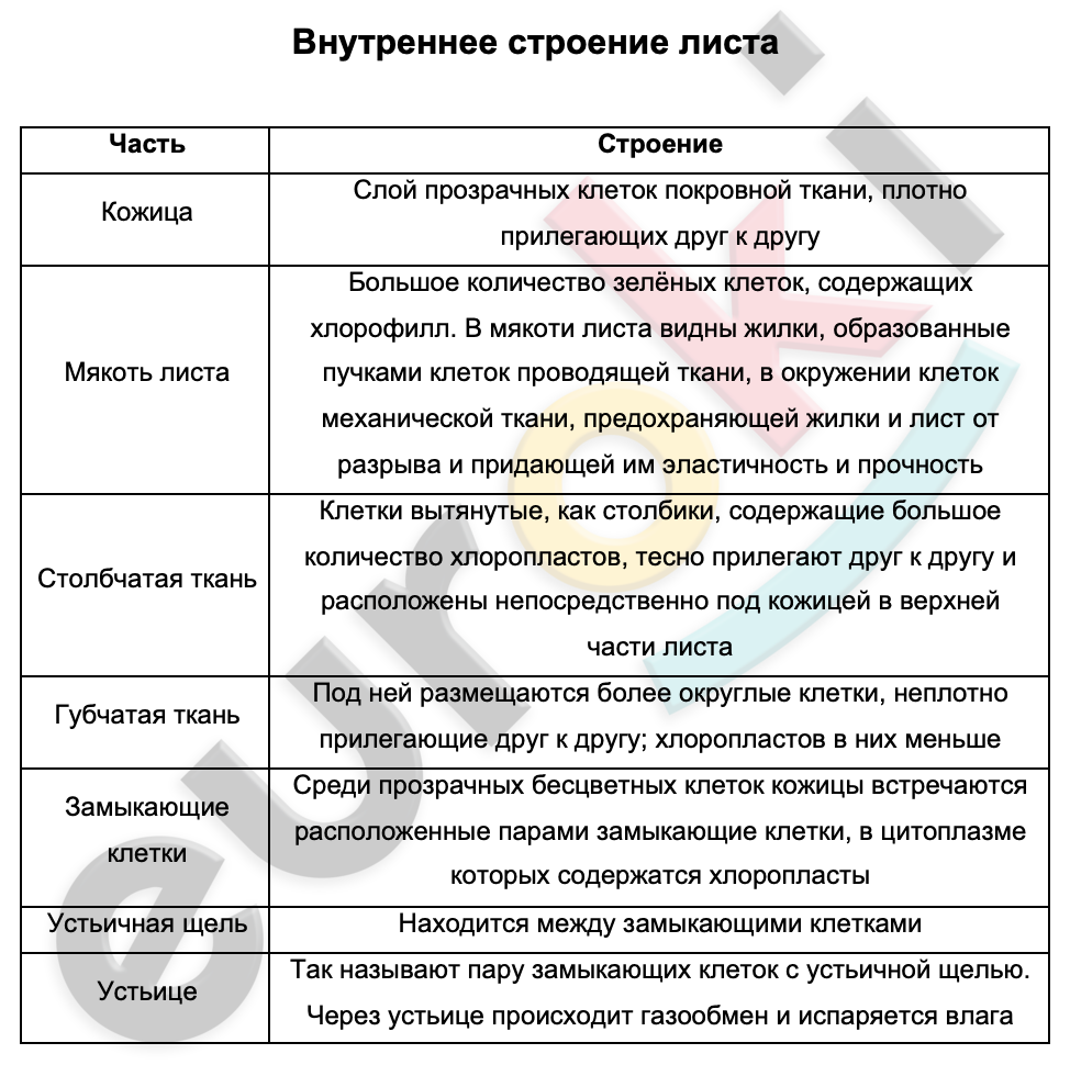 Таблицa по биологии 6 класс Внутреннее строение листа