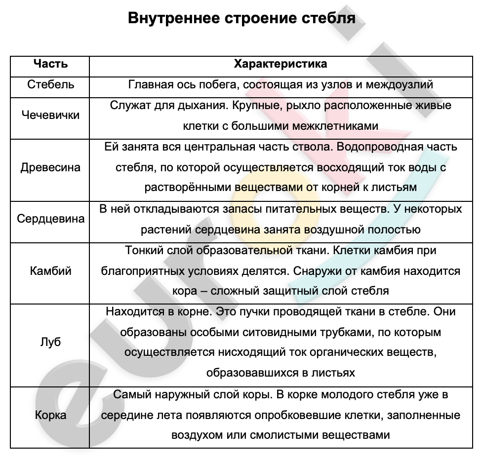 Таблицa по биологии 6 класс Внутреннее строение стебля