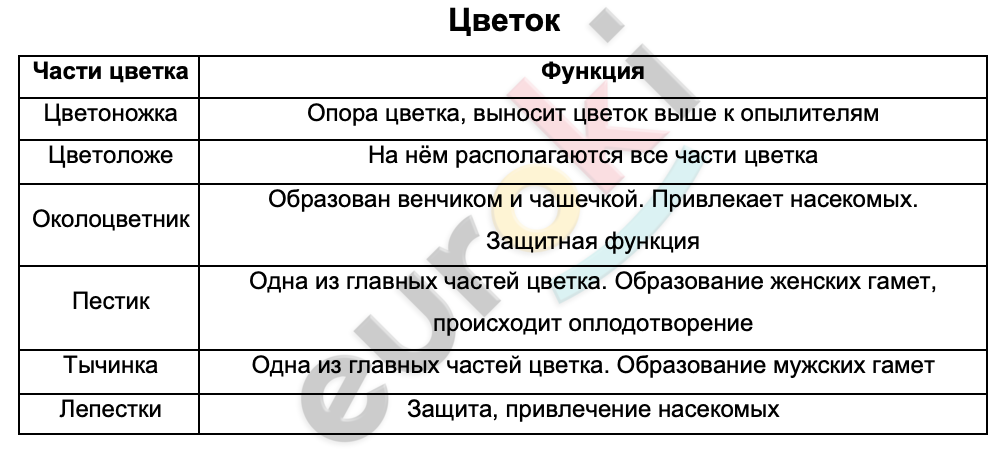 Таблицa по биологии 6 класс Цветок, его строение и значение