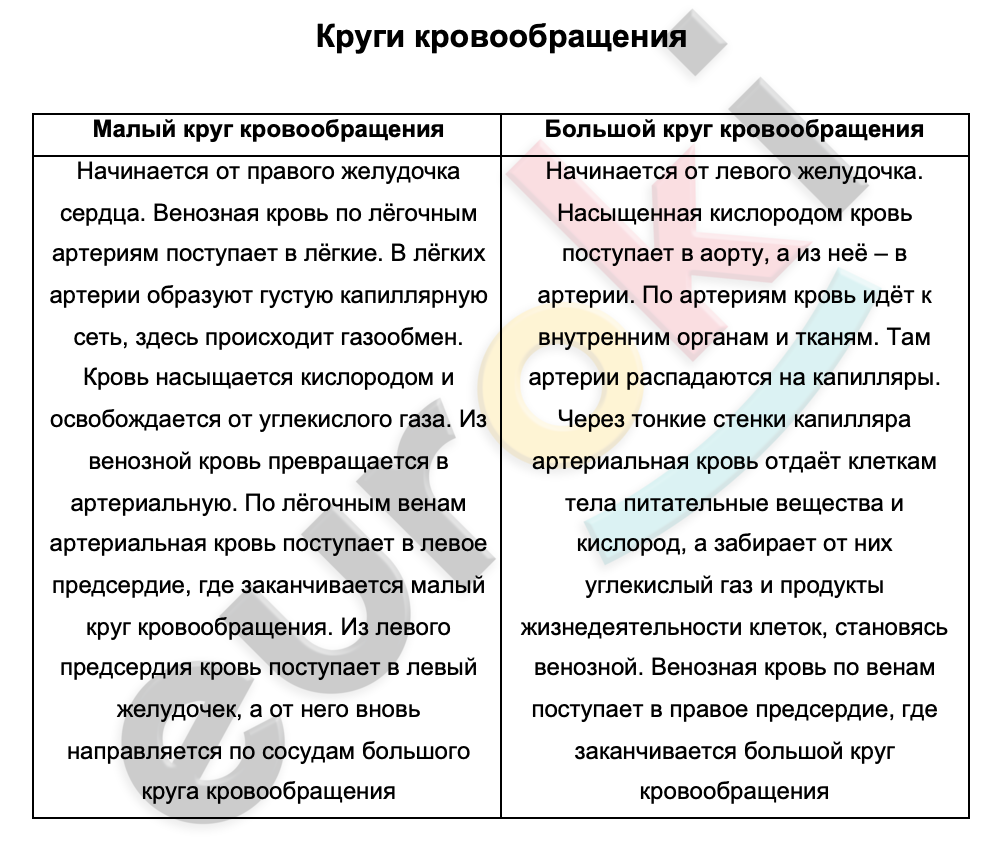 Таблицa по биологии 8 класс Круги кровообращения with medium confidence