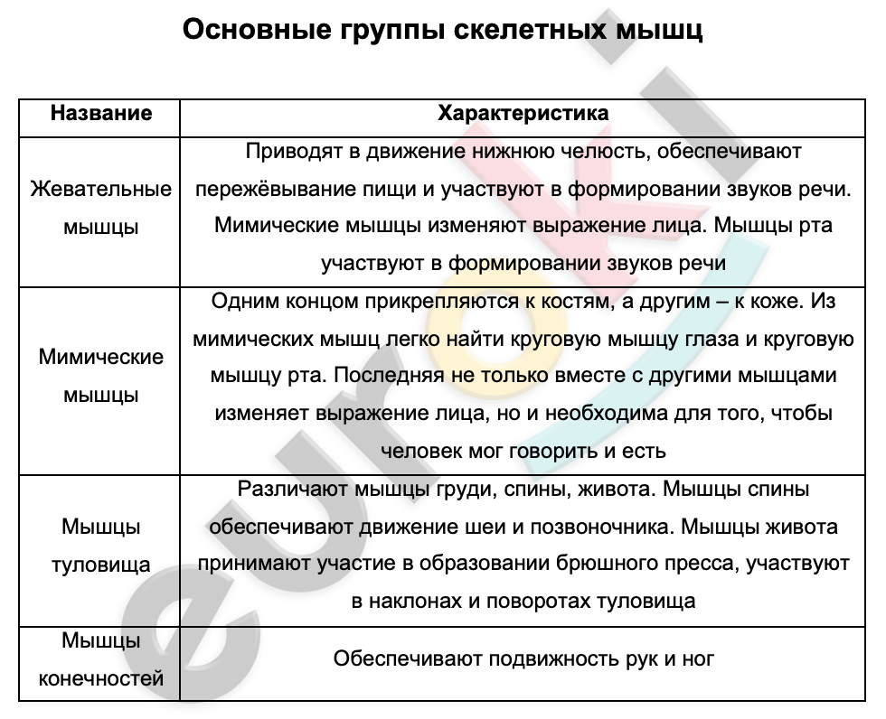 Таблицa по биологии 9 класс Основные группы скелетных мышц