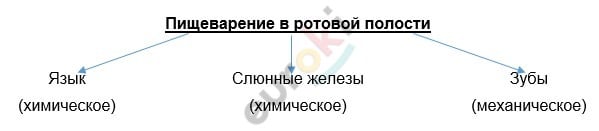 Timeline Description automatically generated