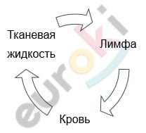 A picture containing diagram Description automatically generated