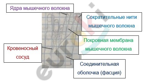 Diagram Description automatically generated