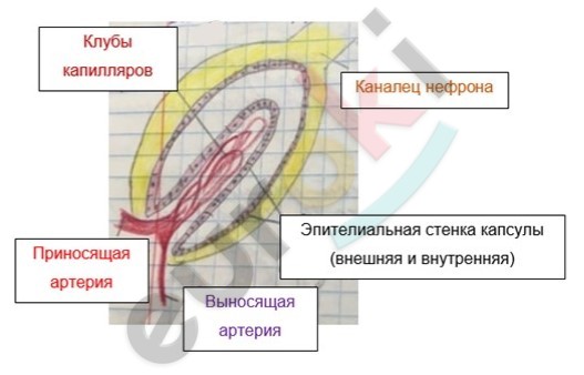 Diagram Description automatically generated