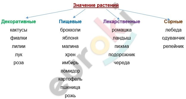 Конспект по биологии 5 класс Значение растений