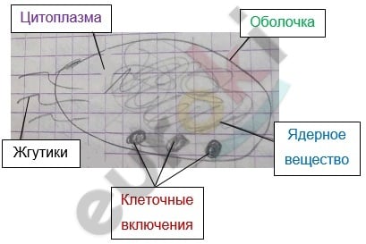 Diagram Description automatically generated