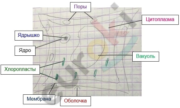 Diagram Description automatically generated