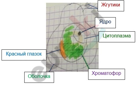 Diagram Description automatically generated