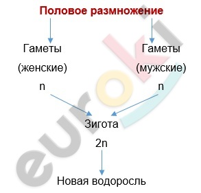 Diagram Description automatically generated