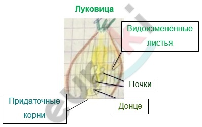 Diagram Description automatically generated