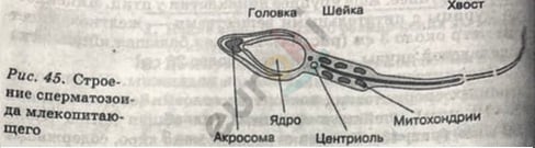 Diagram Description automatically generated