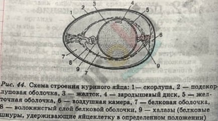 Diagram Description automatically generated