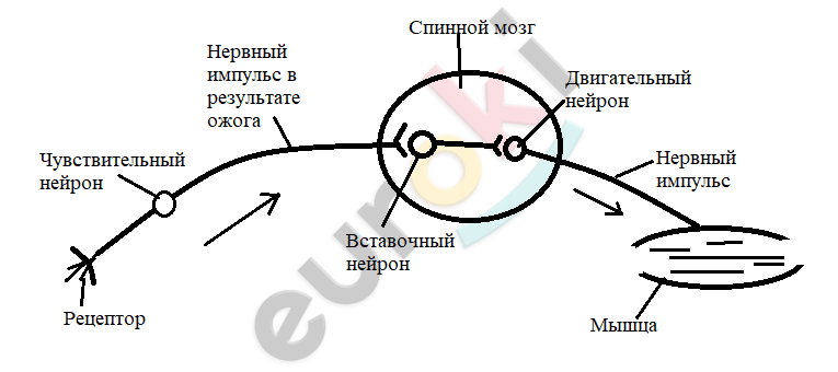 Diagram Description automatically generated