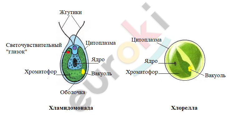 Diagram Description automatically generated