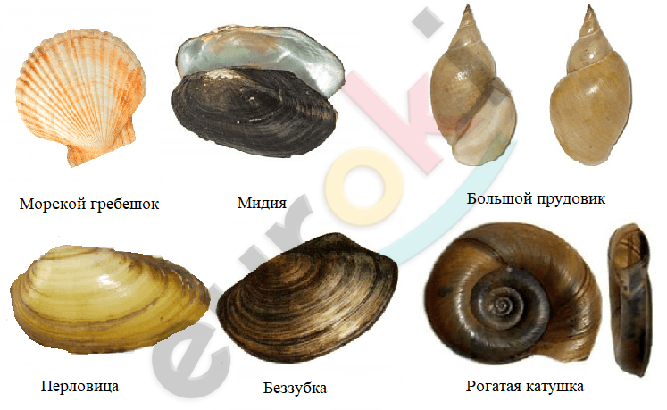 A picture containing invertebrate, mollusk, arranged, several Description automatically generated