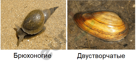 A picture containing mollusk, snail Description automatically generated