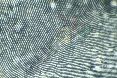 https://st.depositphotos.com/1000577/2006/i/950/depositphotos_20062679-stock-photo-fish-scales-under-the-microscope.jpg