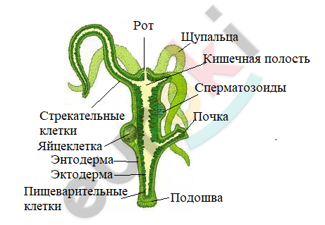 Diagram Description automatically generated