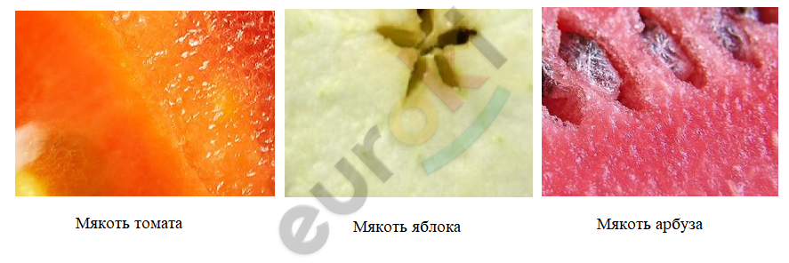 Мякоть арбуза клетки