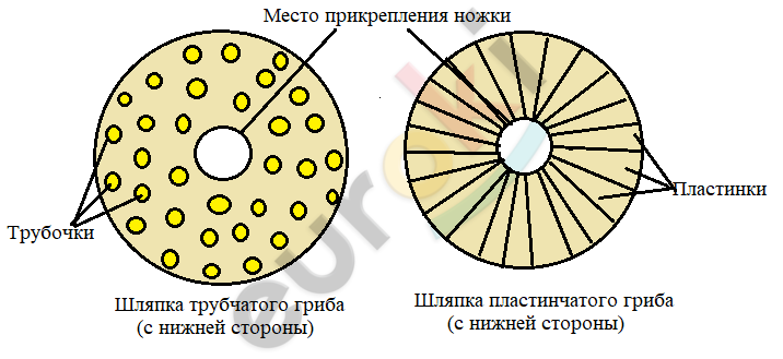 Как определить грибы по спорам