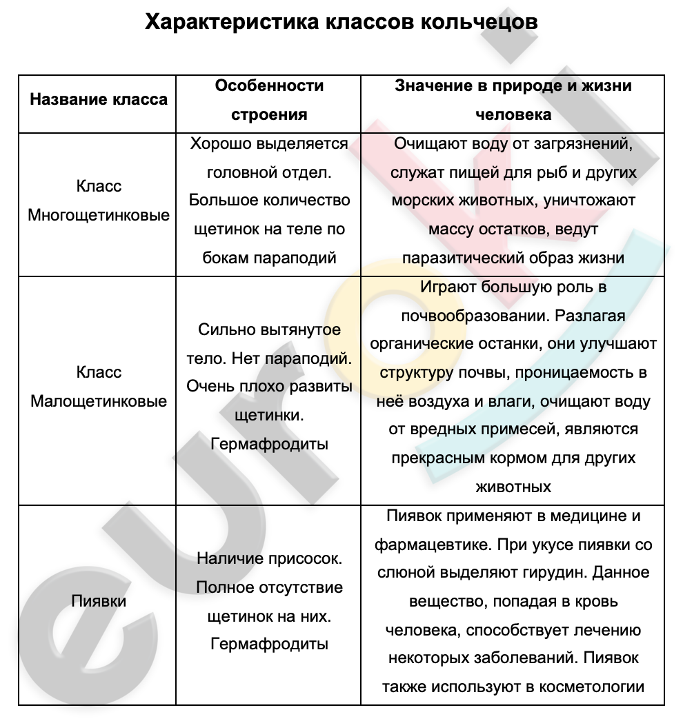 Таблицa по биологии 7 класс Характеристика классов кольчецов