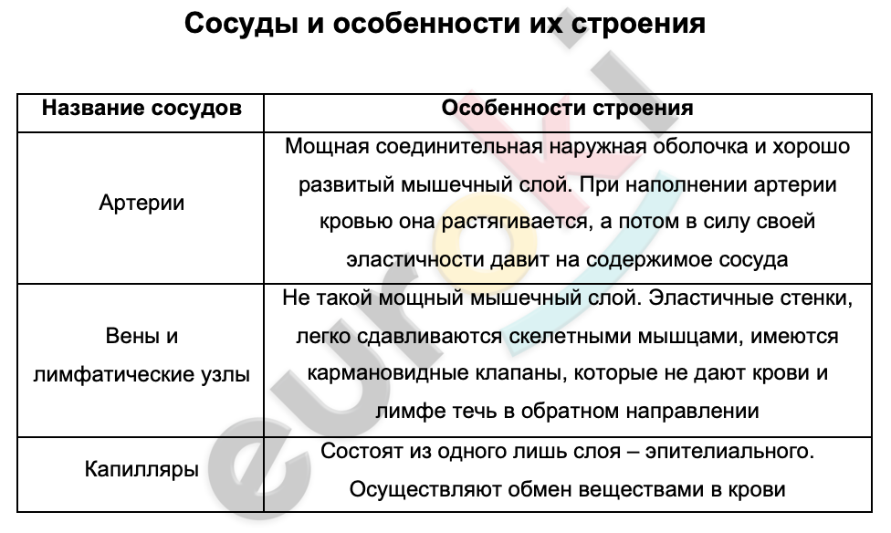 Таблицa по биологии 8 класс Сосуды и особенности их строения