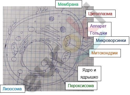 Diagram Description automatically generated