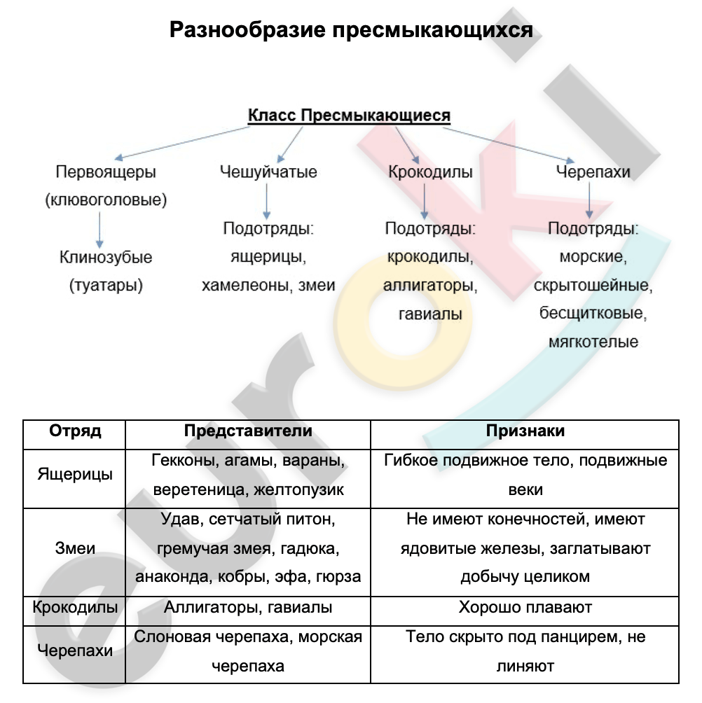 Таблицa по биологии 7 класс Разнообразие пресмыкающихся