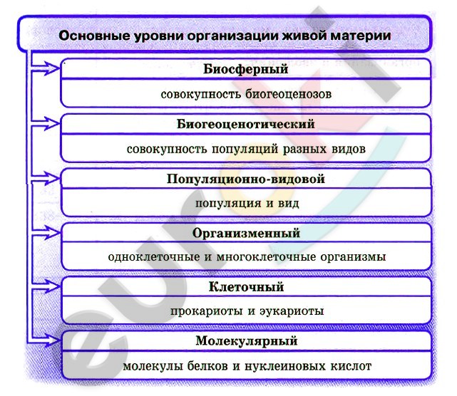 Конспект &quot;Уровневая организация и эволюция&quot; - УчительPRO