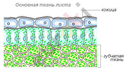 Студопедия — Основная ткань листа