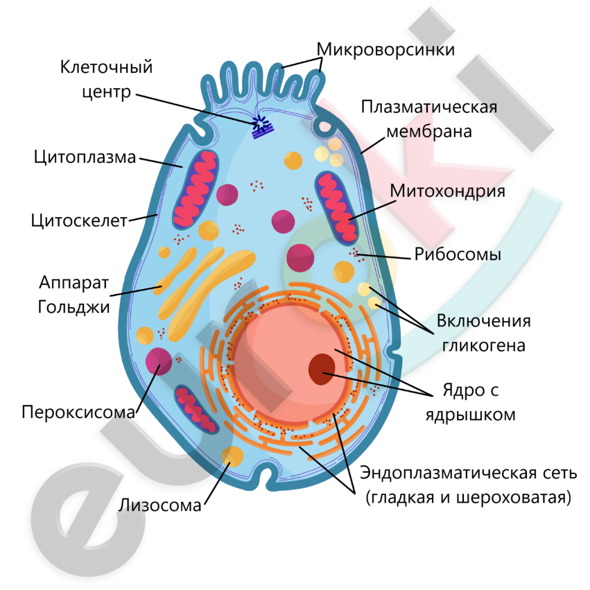 Особенности строения животной клетки • Биология, Животные | Фоксфорд Учебник
