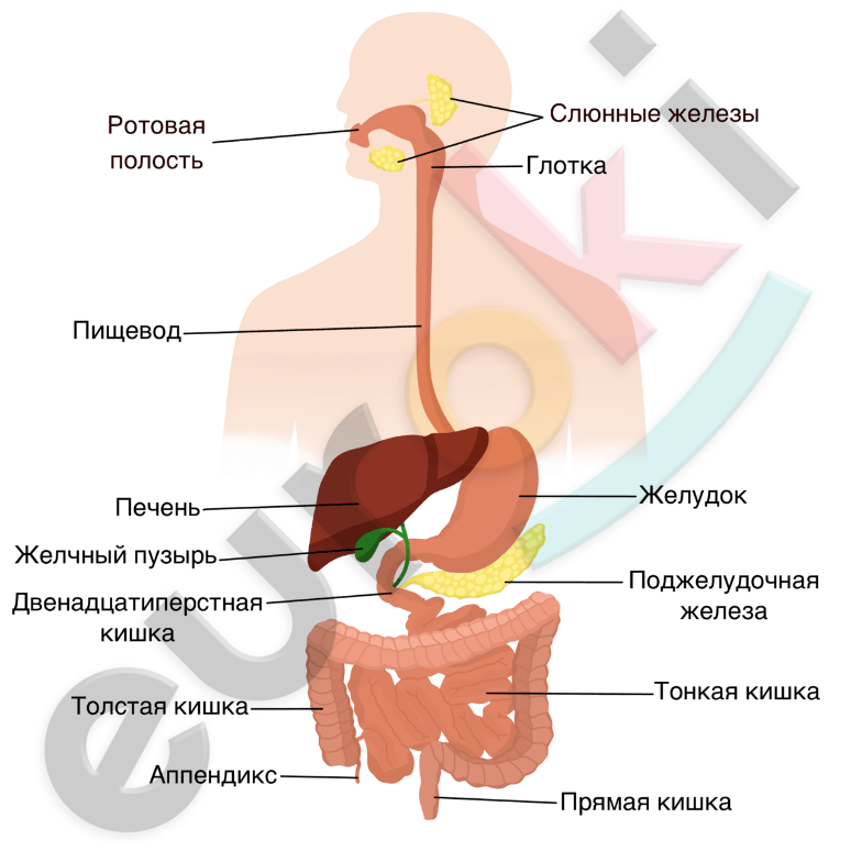 Строение органов пищеварительной системы человека • Биология, Анатомия и физиология человека | Фоксфорд Учебник