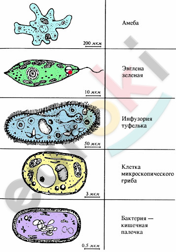 Одноклеточные организмы - Картинка 5310-26