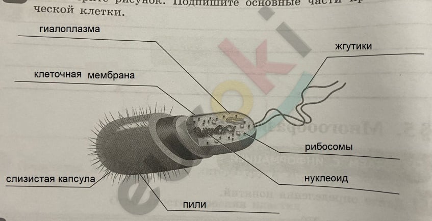 Практическая работа по биологии 9 класс кожа. Гдз биология 9 Сивоглазов. Кариокинез растительных клеток. Гдз по биологии 9 класс Сивоглазов. Рисунок 105 по биологии 7 класс Сивоглазов.