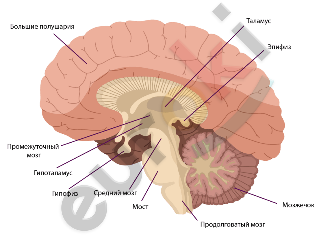 Строение головного мозга человека • Биология, Анатомия и физиология человека | Фоксфорд Учебник