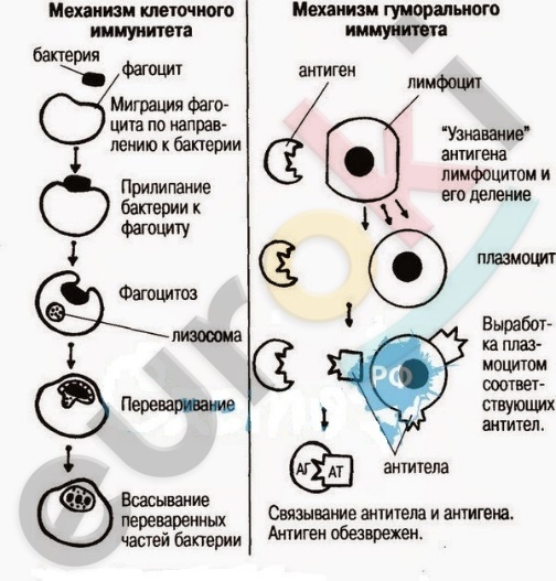 Урок по биологии &quot; Иммунная система&quot; (9 класс)