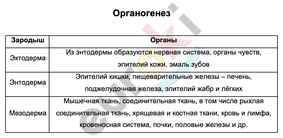 Таблицa по биологии 9 класс Органогенез