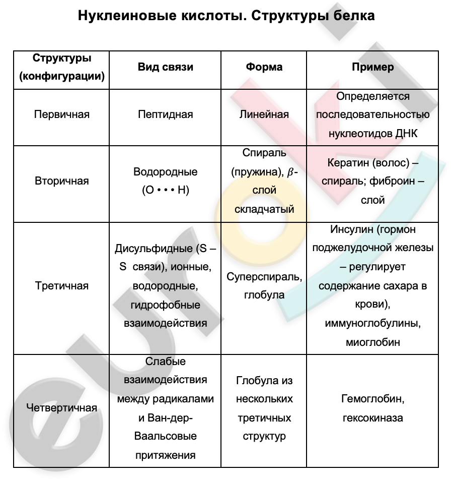 Таблицa по биологии 10 класс Нуклеиновые кислоты. Структуры белка