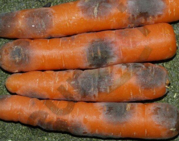 Болезни моркови при выращивании и хранении: фото, описание, лечение народными средствами