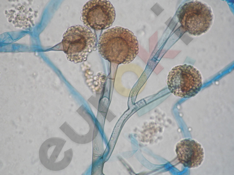 ГДЗ по Биологии 6 класс Пасечник. С ракушкой, Суматохин, Калинова ...