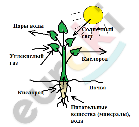 Биология 6 класс пономарева рисунок 93