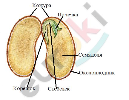 Строение семян яблони и тыквы рисунок биология